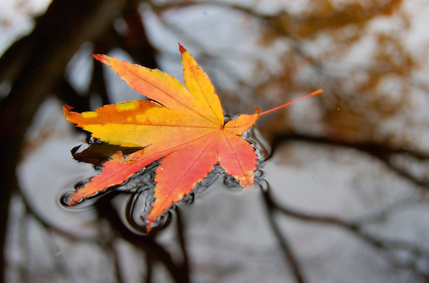 Leaf on water