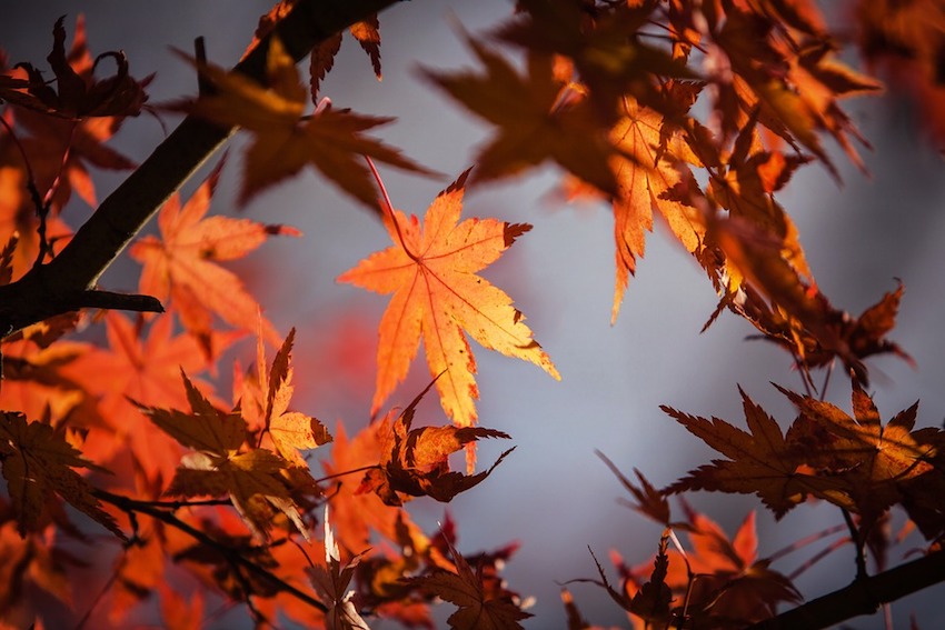 autumn-leaves-1415541_960_720